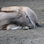 Zoo de Barcelona 10-11-11 i 11-11-11 522