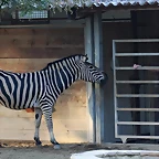 Zoo de Barcelona 10-11-11 i 11-11-11 438
