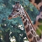 Zoo de Barcelona 10-11-11 i 11-11-11 534