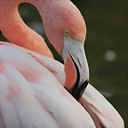 Zoo de Barcelona 10-11-11 i 11-11-11 560