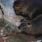 Zoo de Barcelona 10-11-11 i 11-11-11 768