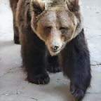 Zoo de Barcelona 10-11-11 i 11-11-11 268