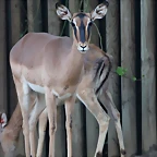 Zoo de Barcelona 10-11-11 i 11-11-11 578