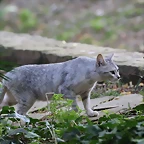 Zoo de Barcelona 10-11-11 i 11-11-11 523
