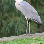 Zoo de Barcelona 10-11-11 i 11-11-11 689