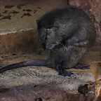 Zoo de Barcelona 10-11-11 i 11-11-11 764