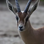 Zoo de Barcelona 10-11-11 i 11-11-11 600