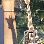 Zoo de Barcelona 10-11-11 i 11-11-11 508