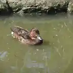 CANTABRIA (cabarceno y zoo de santillana) 336