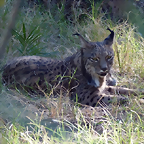 Lynx pardinus 3 (12-10-20 Zoo Jerez)
