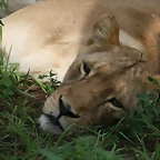 Krugersdorp Game Reserve 24-01-09 323
