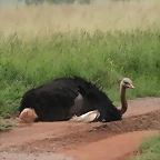 Krugersdorp Game Reserve 24-01-09 336
