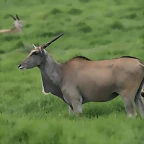 Krugersdorp Game Reserve 24-01-09 230