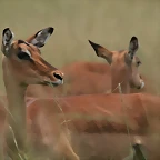 Krugersdorp Game Reserve 24-01-09 194
