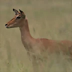 Krugersdorp Game Reserve 24-01-09 197