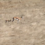 Zoo Lunaret + Sigean 18 i 19-09-10 1322