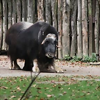 Zoos Duisburg y Krefeld 02-10-09 659