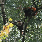 Zoos Duisburg y Krefeld 02-10-09 751