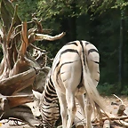 Zoos Duisburg y Krefeld 02-10-09 661