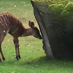 Zoos Duisburg y Krefeld 02-10-09 681