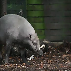 Zoos Duisburg y Krefeld 02-10-09 636