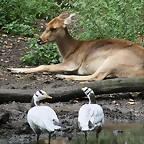 Zoos Duisburg y Krefeld 02-10-09 642