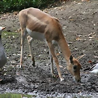 Zoos Duisburg y Krefeld 02-10-09 651
