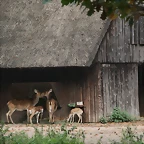 Zoos Duisburg y Krefeld 02-10-09 606