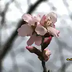 19, flor de almendro 8, marca