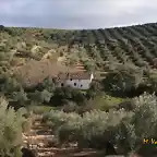 004, cortijo peales, marca