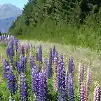 Flores ("chochos") en la ruta