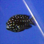 Tropheus duboisi (16-7-13 Aquatec)