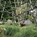 Beauval agost 2010 356