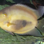 Uaru amphiacanthoides (20-11-13 Cosmocaixa, det yo)