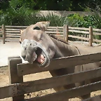 burro