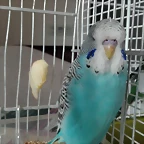 IMG-20180330-WA0006