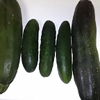 23092010667