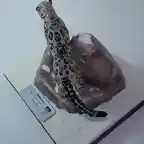 Leopardo de las nieves (9)