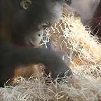 Zoo de Barcelona 12-12-2010 021