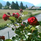 Photo010
