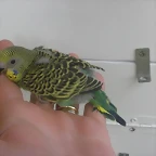 3 pollo 17-9-10