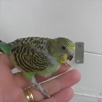 4 pollo 17-9-10