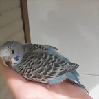 2 pollo 17-9-10