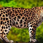 donde-vive-el-leopardo