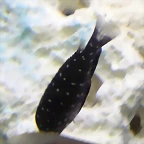 Tropheus duboisi 2 (16-7-13 Aquatec)