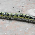 Oruga Rara