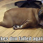 funny-dog-pictures-brakes-fail-bulldog