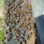 abejas en la piquera