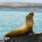LoboMarino01