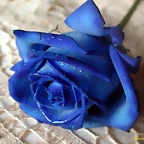 Rosa azul